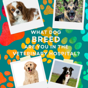 What Dog Breed Are You in the Hospital?