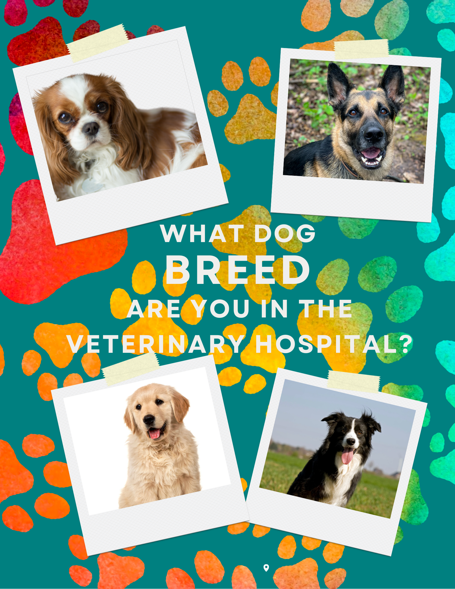 What Dog Breed Are You in the Hospital?